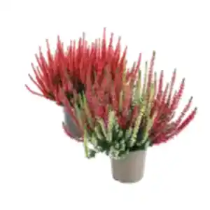 Calluna „Beauty Ladies“