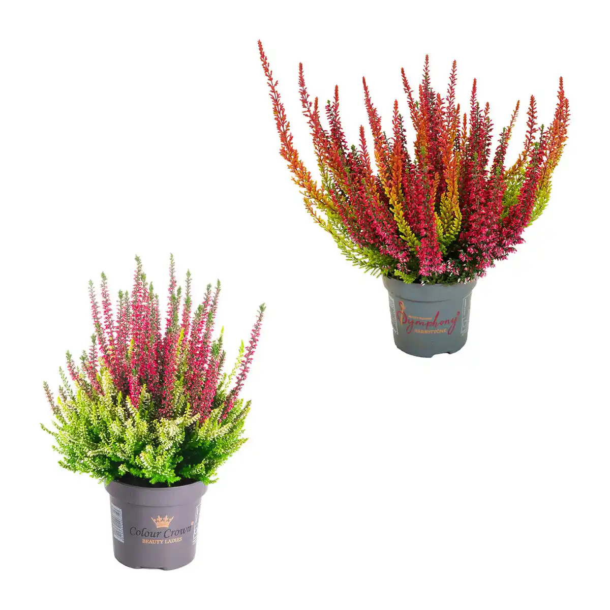 Bild 1 von GARDENLINE Calluna