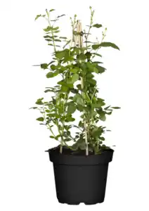 Edle Renaissance Rosen