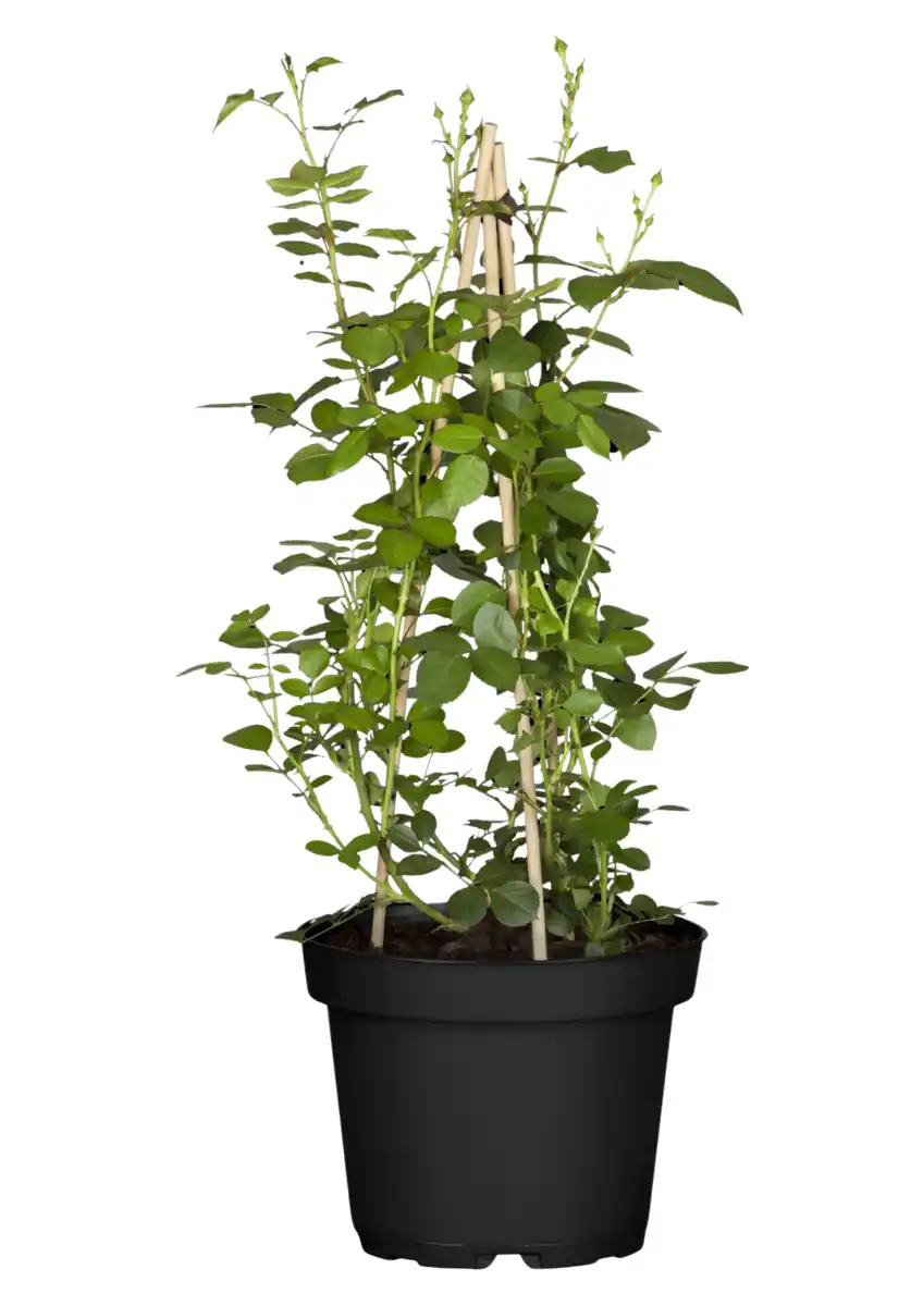 Bild 1 von Edle Renaissance Rosen