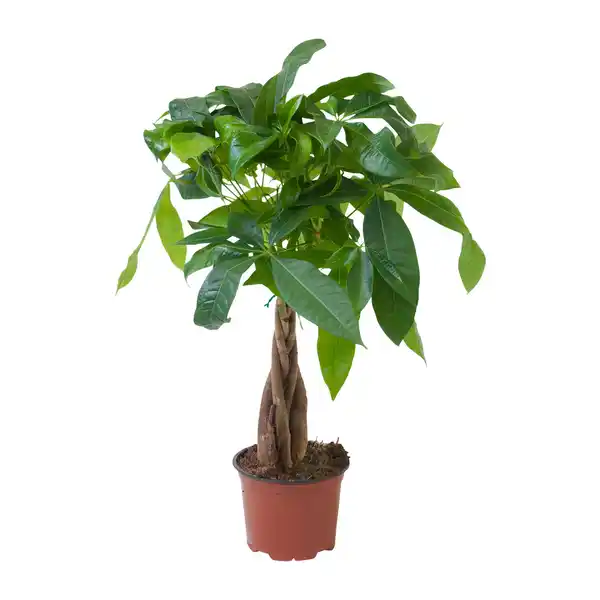 Bild 3 von GARDENLINE Ficus Ginseng / Pachira