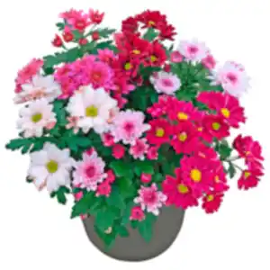 Chrysantheme