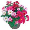 Bild 1 von Chrysantheme