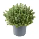 Bild 3 von GARDENLINE Sedum-Mix
