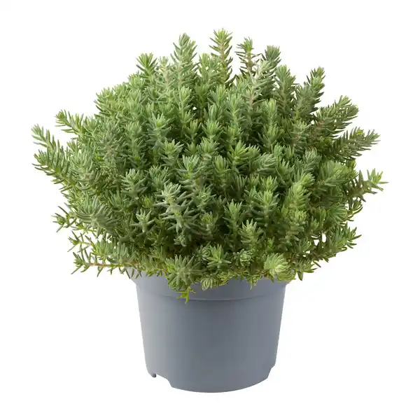 Bild 3 von GARDENLINE Sedum-Mix