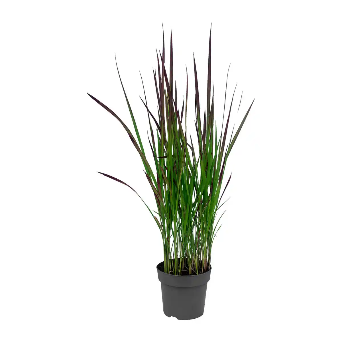 Bild 4 von GARDENLINE Gräser