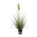 Bild 2 von GARDENLINE Pampasgras XXL