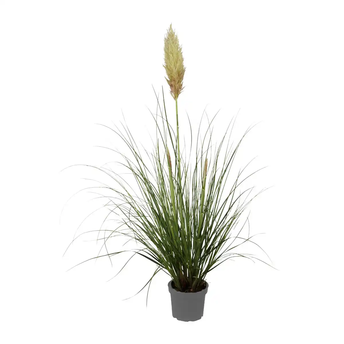 Bild 2 von GARDENLINE Pampasgras XXL