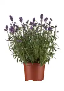 Duftlavendel