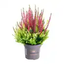 Bild 2 von GARDENLINE Calluna
