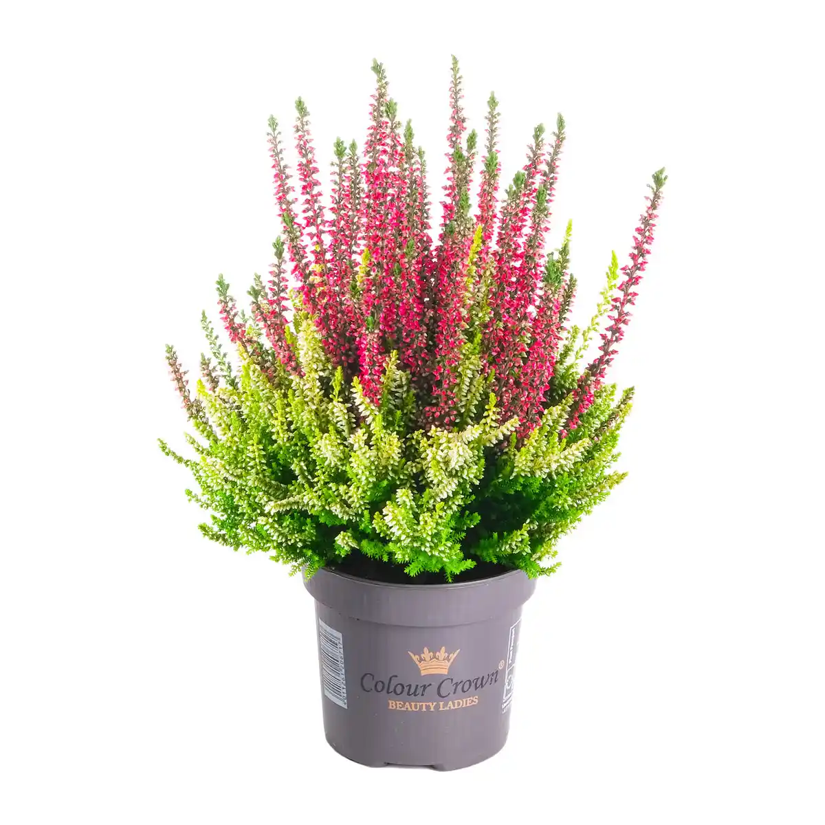 Bild 2 von GARDENLINE Calluna