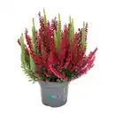 Bild 3 von GARDENLINE Calluna