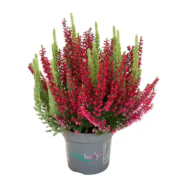 Bild 3 von GARDENLINE Calluna