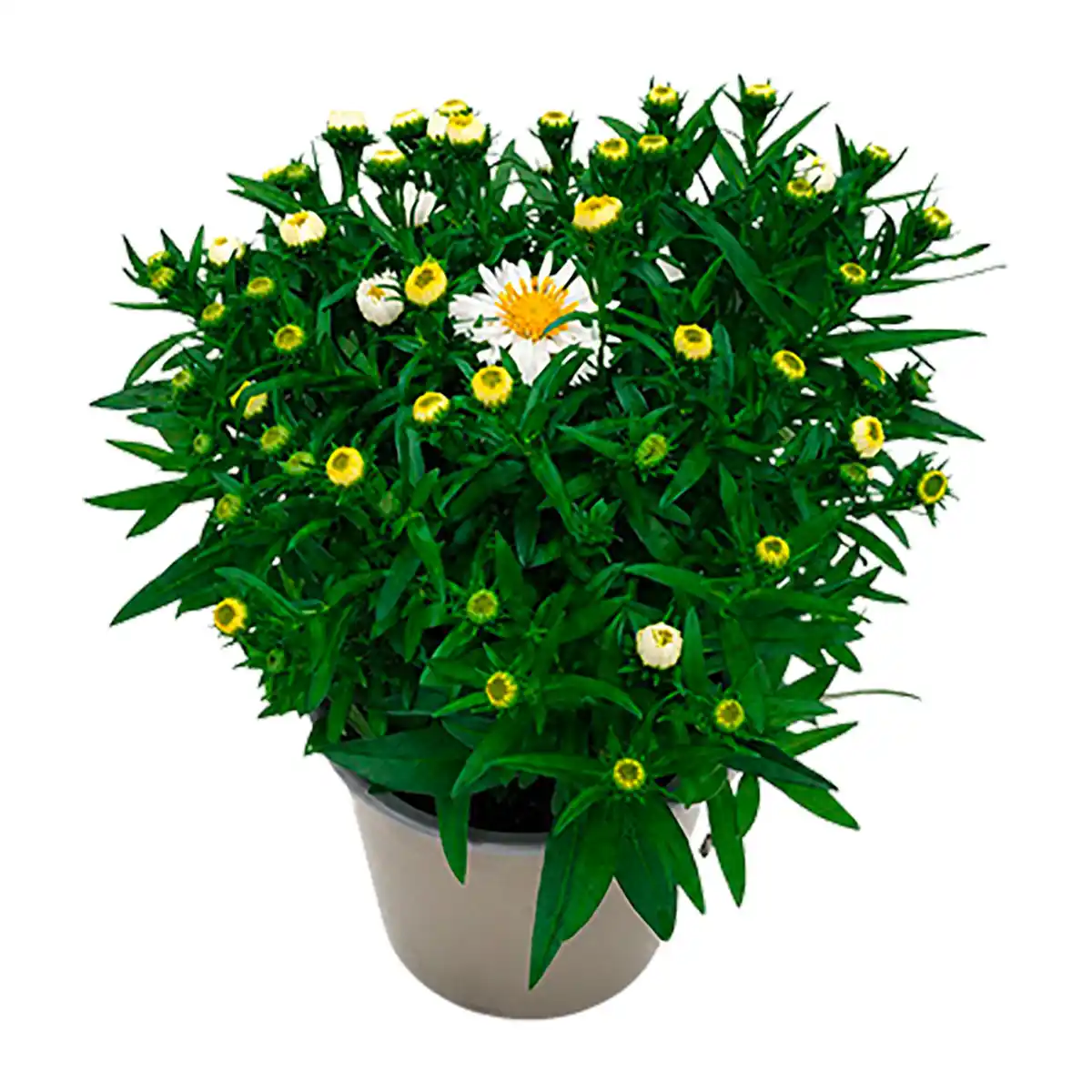 Bild 4 von GARDENLINE Aster
