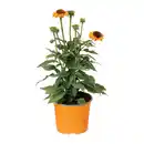 Bild 2 von GARDENLINE Echinacea / Triomix