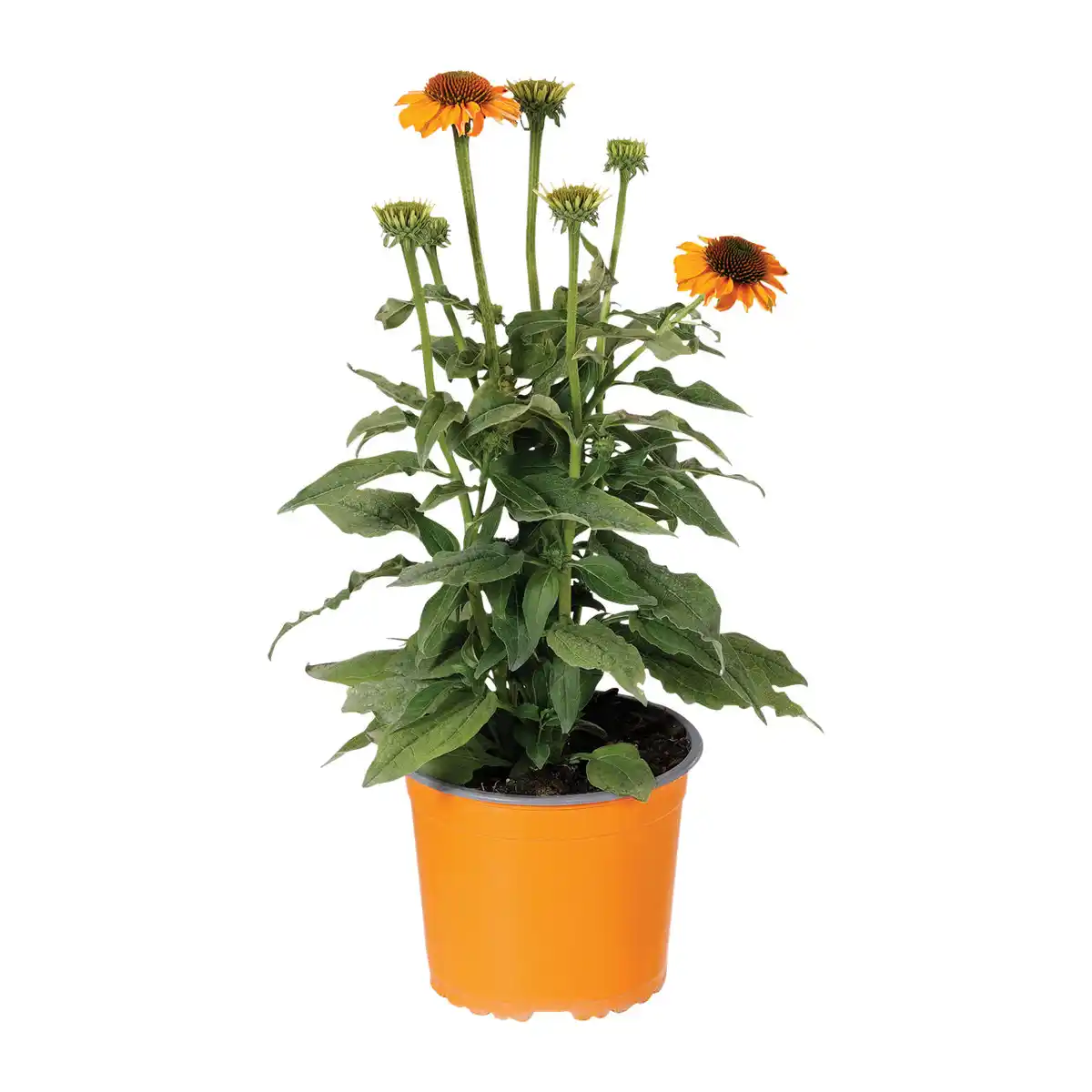 Bild 2 von GARDENLINE Echinacea / Triomix