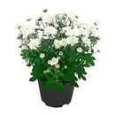 Bild 3 von GARDENLINE Chrysantheme