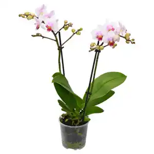 GARDENLINE Orchideen