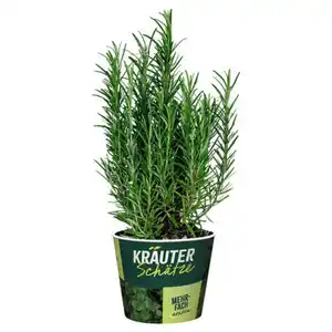 GARDENLINE Frische Kräuter, Rosmarin