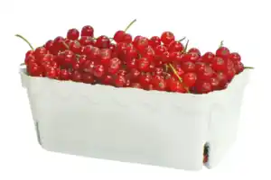 Johannisbeeren