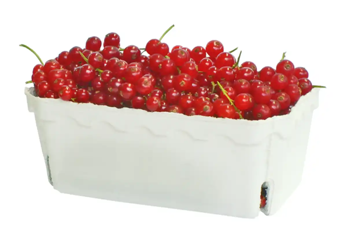 Bild 1 von Johannisbeeren