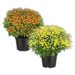 Finest Garden Bauernchrysantheme