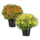 Bild 1 von Finest Garden Bauernchrysantheme
