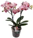 Bild 2 von Orchidee