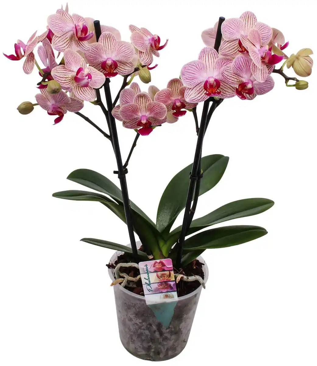 Bild 2 von Orchidee
