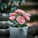 Bild 2 von FEJKA Topfpflanze, künstlich, drinnen/draußen/Chrysantheme rosa, 9 cm