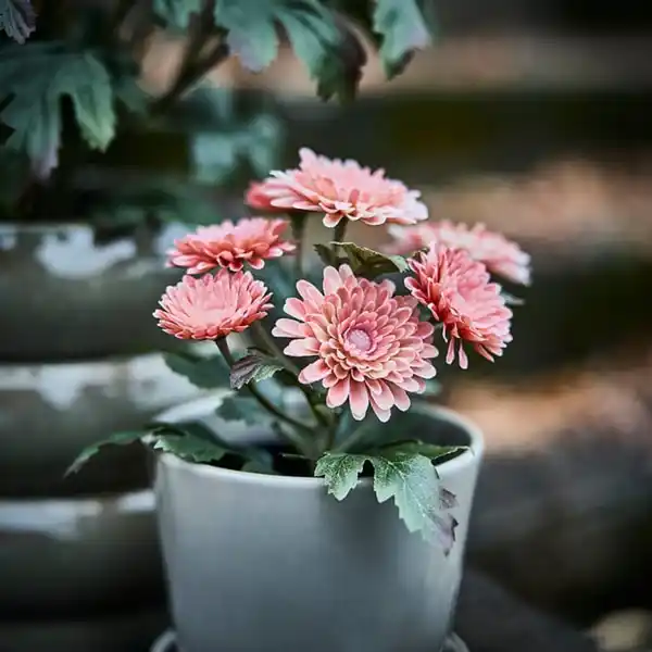 Bild 2 von FEJKA Topfpflanze, künstlich, drinnen/draußen/Chrysantheme rosa, 9 cm