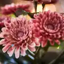 Bild 1 von FEJKA Topfpflanze, künstlich, drinnen/draußen/Chrysantheme rosa, 9 cm