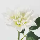 Bild 3 von SMYCKA Kunstblume, drinnen/draußen/Dahlie weiß, 30 cm