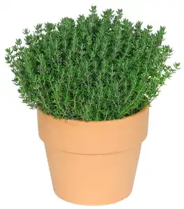 Ital. Kräuter in Terrakotta
