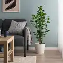 Bild 3 von FICUS MICROCARPA Pflanze, Chinesische Feige, 19 cm