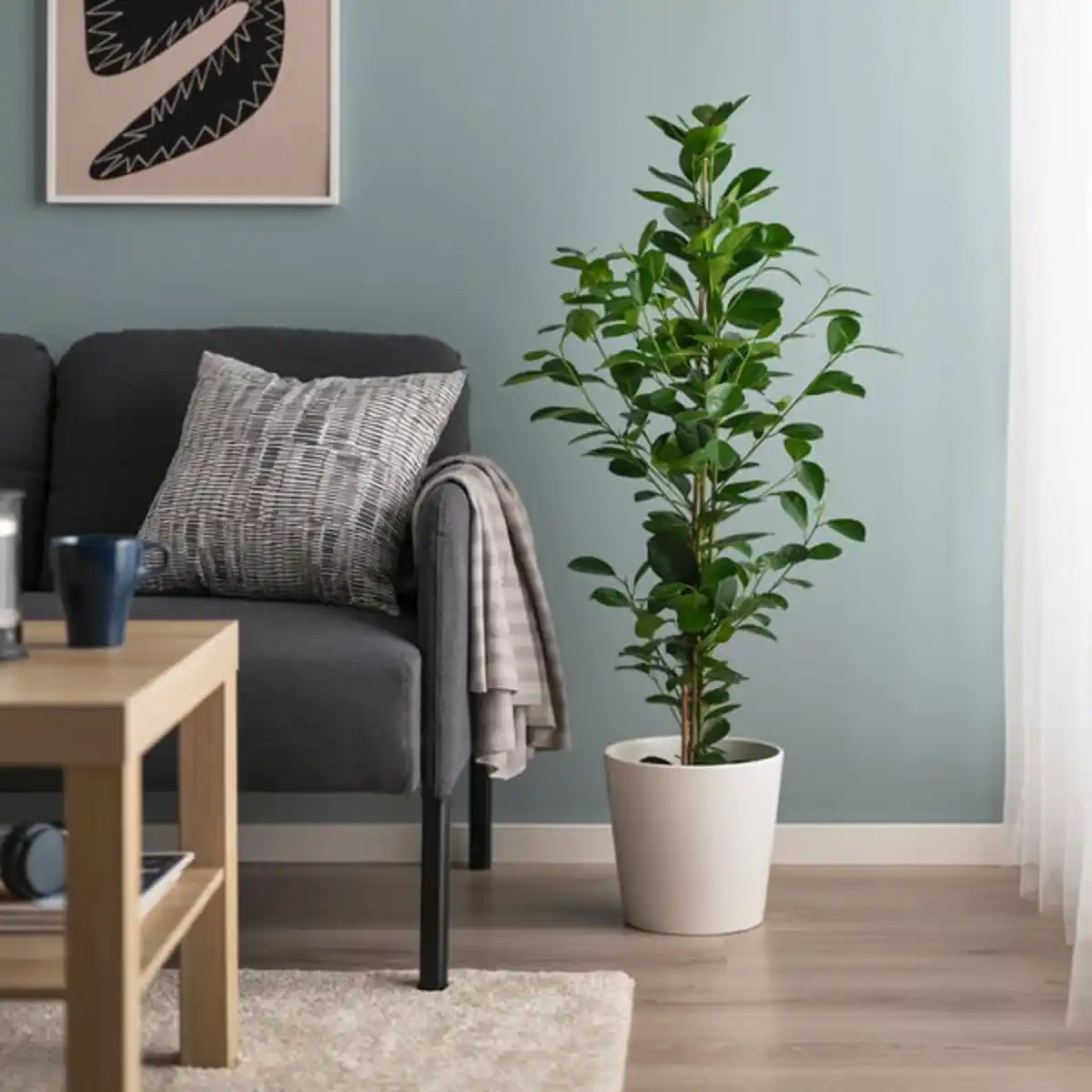 Bild 3 von FICUS MICROCARPA Pflanze, Chinesische Feige, 19 cm