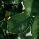 Bild 2 von FICUS MICROCARPA Pflanze, Chinesische Feige, 19 cm