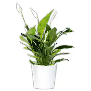 Curcuma / Spathiphyllum