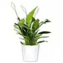 Bild 1 von Curcuma / Spathiphyllum