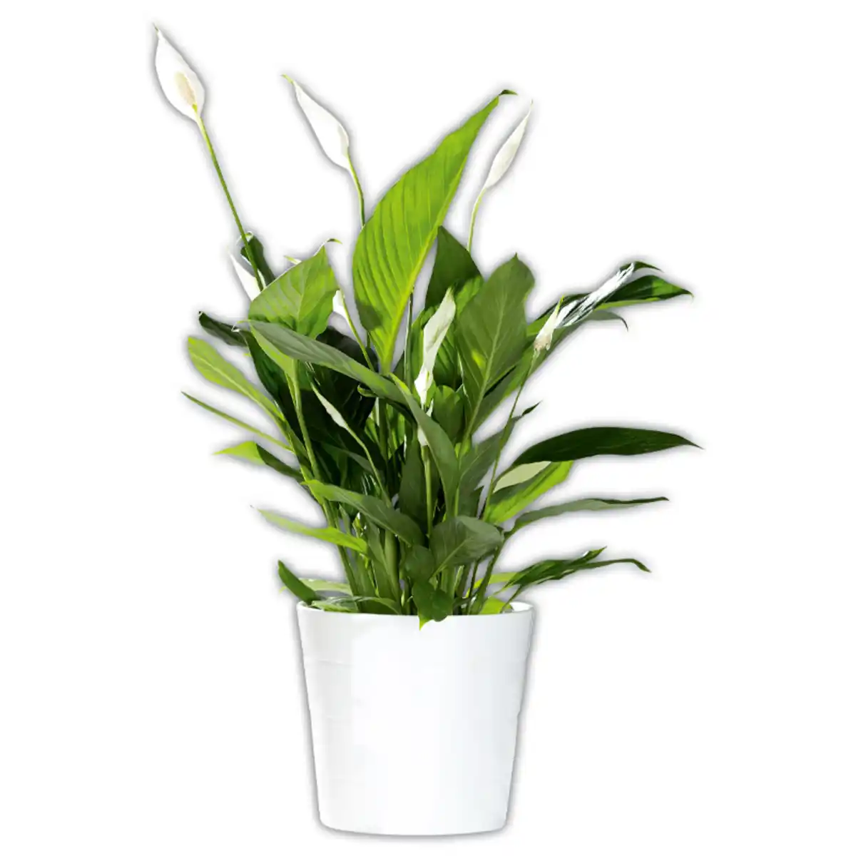 Bild 1 von Curcuma / Spathiphyllum