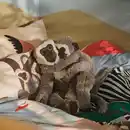 Bild 3 von SANDLÖPARE Stoffspielzeug, Grüne Meerkatze mit Baby/grau, 32 cm