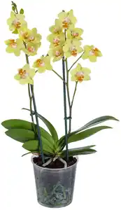 Orchidee