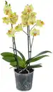 Bild 1 von Orchidee