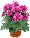 Bild 2 von Chrysantheme