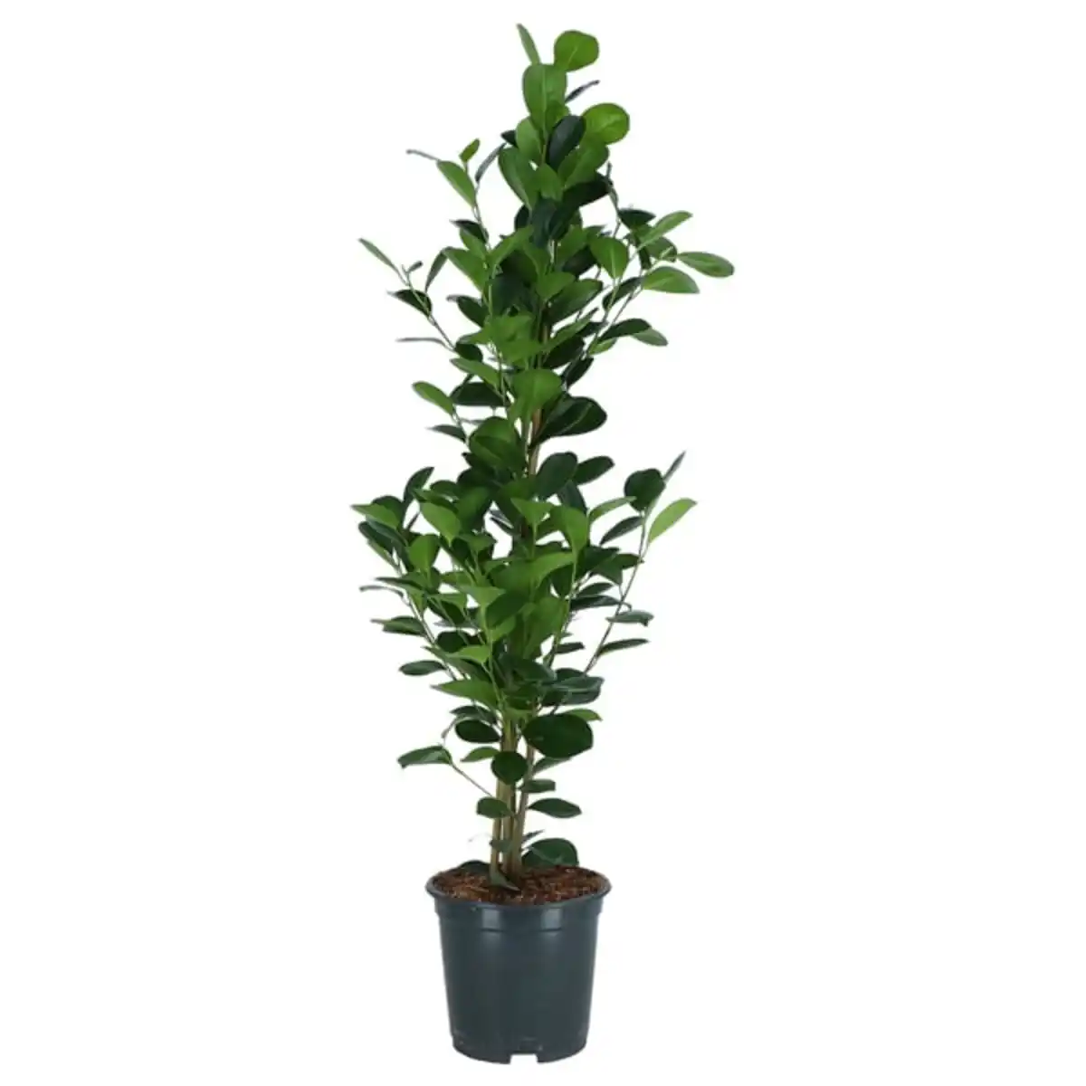 Bild 1 von FICUS MICROCARPA Pflanze, Chinesische Feige, 19 cm