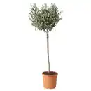 Bild 1 von OLEA EUROPAEA Pflanze, Olivenbaum/Stamm, 22 cm