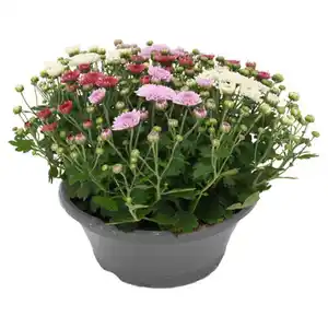 GARDENLINE Chrysanthemen Schale