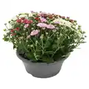 Bild 1 von GARDENLINE Chrysanthemen Schale