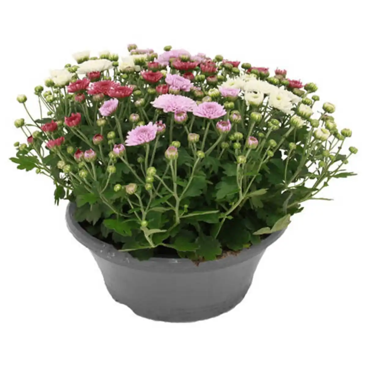 Bild 1 von GARDENLINE Chrysanthemen Schale