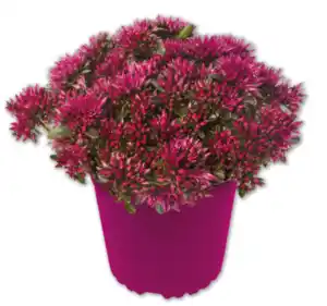 Mauerpfeffer*